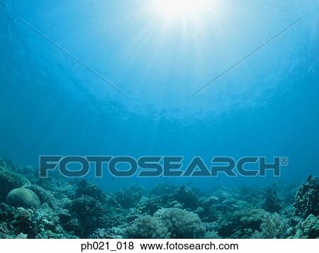 Stock Photo - Light shining on coral reef. Fotosearch