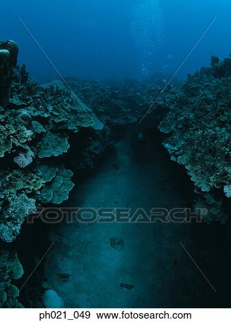 Light shining on coral reef View Large Photo Image Stock Photo - Light shining on coral reef. Fotosearch