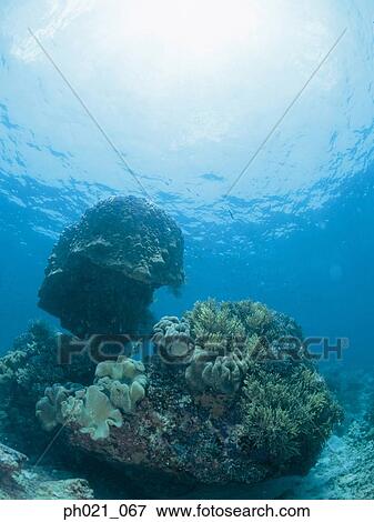 Stock Photo - Light shining on coral reef . Fotosearch
