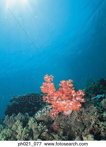 Light shining on coral reef View Large Photo Image Stock Photo - Light shining on coral reef . Fotosearch