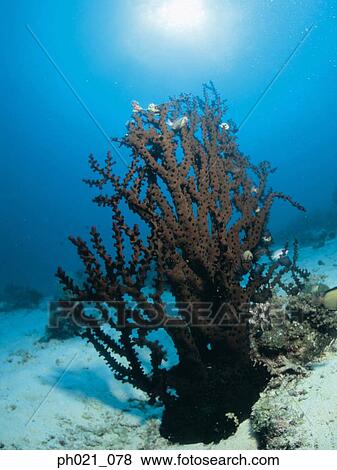 Light shining on coral reef View Large Photo Image Stock Photo - Light shining on coral reef . Fotosearch