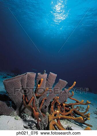 Light shining on coral reef View Large Photo Image Stock Photograph - Light shining on coral reef . Fotosearch