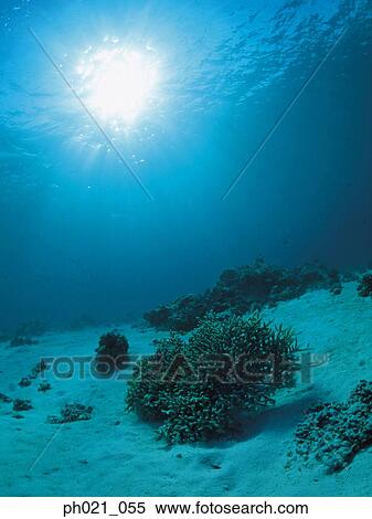 Light shining on coral reef View Large Photo Image Stock Photography - Light shining on coral reef. Fotosearch