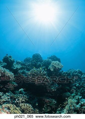 Stock Photography - Light shining on coral reef . Fotosearch