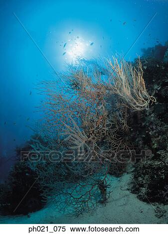 Stock Photography - Light shining on coral reef . Fotosearch