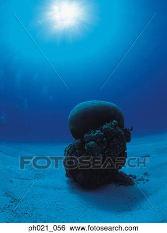 Stock Photograph - Light shining on coral. Fotosearch