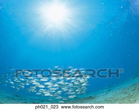 Light shining on school of fish View Large Photo Image Stock Image - Light shining on school of fish. Fotosearch
