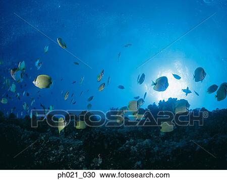 Light shining on school of Raccoon Butterflyfish View Large Photo Image Stock Image - Light shining on school of Raccoon Butterflyfish. Fotosearch