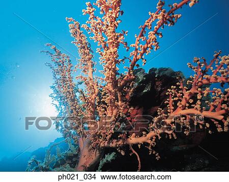 Light shining through coral View Large Photo Image Picture - Light shining through coral. Fotosearch