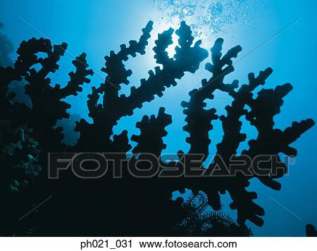 Light shining through coral, silhouette View Large Photo Image Stock Image - Light shining through coral, silhouette. Fotosearch