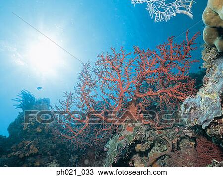 Light shining through coral View Large Photo Image Stock Image - Light shining through coral. Fotosearch