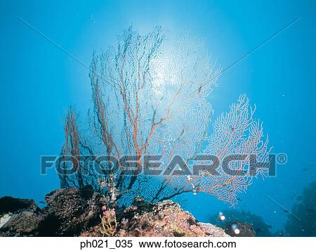 Light shining through coral View Large Photo Image Stock Photography - Light shining through coral. Fotosearch