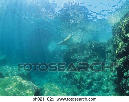 Sea lion and coral reef View Large Photo Image Stock Photography - Sea lion and coral reef. Fotosearch