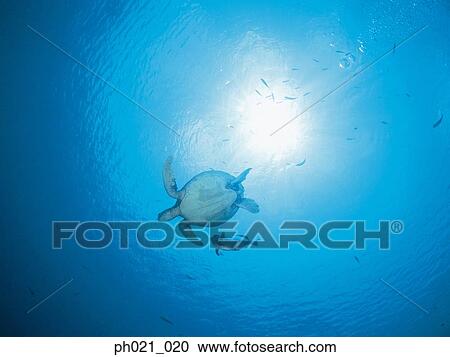 Stock Image - Sea turtle, underwater view from below . Fotosearch