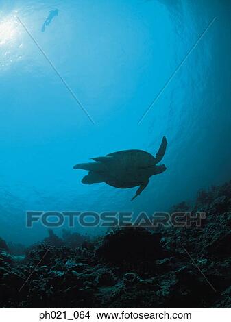 Sea turtle, underwater view View Large Photo Image Picture - Sea turtle, underwater view. Fotosearch
