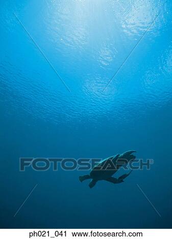 Sea turtle, underwater view View Large Photo Image Stock Image - Sea turtle, underwater view. Fotosearch