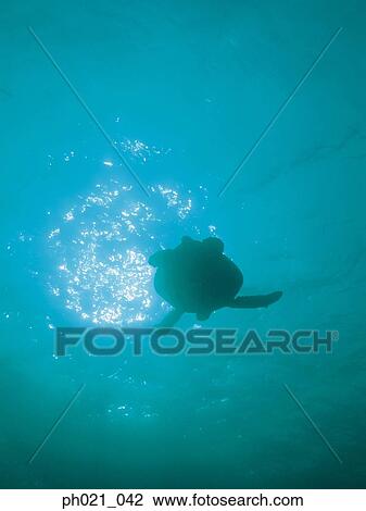 Stock Image - Silhouette sea turtle, underwater view from below . Fotosearch