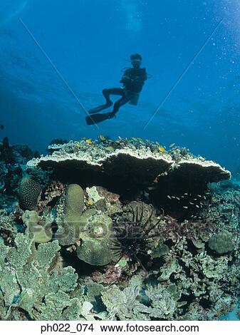 Scuba diver and coral reef, rear view View Large Photo Image Picture - Scuba diver and coral reef, rear view. Fotosearch