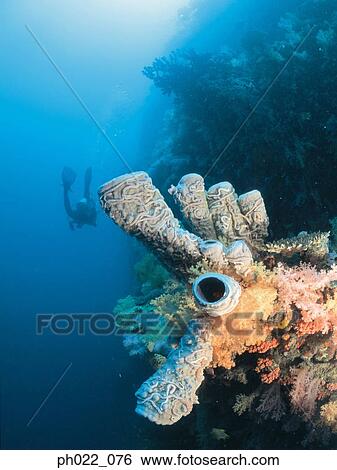 Scuba diver and coral reef, rear view View Large Photo Image Stock Photograph - Scuba diver and coral reef, rear view. Fotosearch