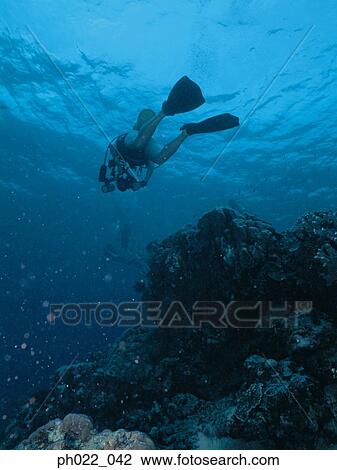 Scuba diver and coral reef View Large Photo Image Stock Image - Scuba diver and coral reef. Fotosearch