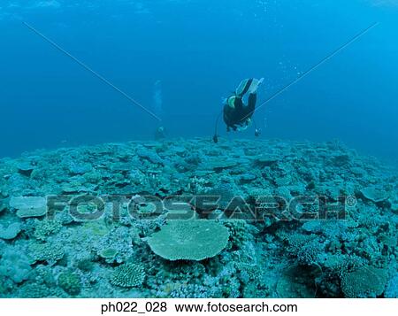 Scuba diver and coral reef View Large Photo Image Stock Photo - Scuba diver and coral reef. Fotosearch