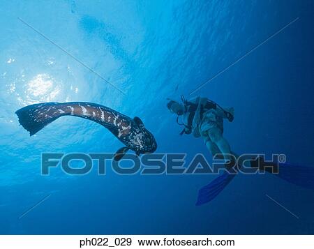 Stock Photo - Scuba diver and marine fish. Fotosearch