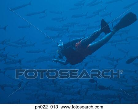Scuba diver swimming with school of fish View Large Photo Image Stock Image - Scuba diver swimming with school of fish. Fotosearch