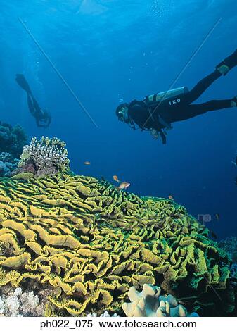 Scuba divers and coral reef, rear view View Large Photo Image Stock Photography - Scuba divers and coral reef, rear view. Fotosearch