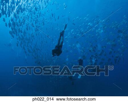 Scuba divers swimming with school of fish View Large Photo Image Picture - Scuba divers swimming with school of fish. Fotosearch