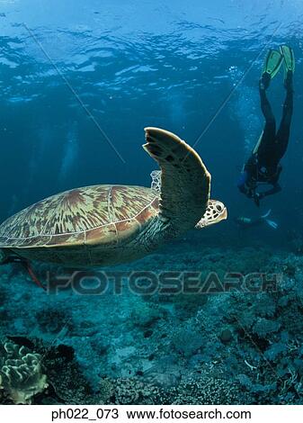 Sea turtle and diver underwater View Large Photo Image Stock Image - Sea turtle and diver underwater. Fotosearch