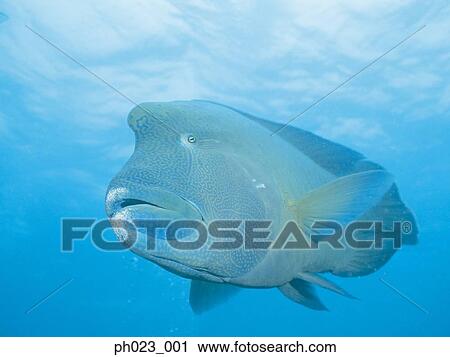 拿破侖 隆頭魚科的魚 Fish 種類最齊全的圖像 Ph023 001 Fotosearch