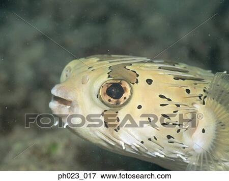 Stock Photo - Balloonfish (Diodon holocanthus). Fotosearch
