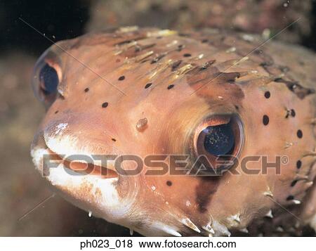 Balloonfish (Diodon holocanthus) View Large Photo Image Stock Photo - Balloonfish (Diodon holocanthus). Fotosearch