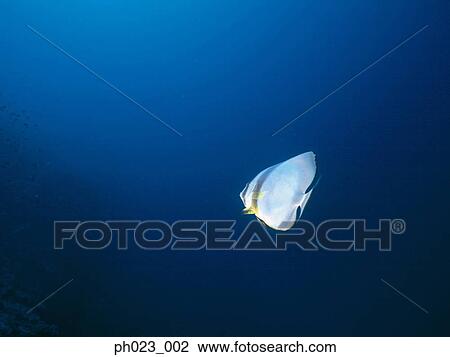 Batfish (Playtax orbicularis) View Large Photo Image Stock Image - Batfish (Playtax orbicularis). Fotosearch