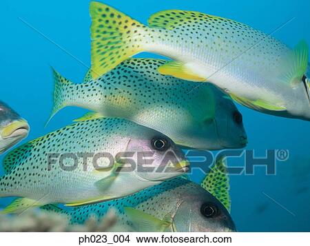 Black Spotted Sweetlips View Large Photo Image Picture - Black Spotted Sweetlips. Fotosearch