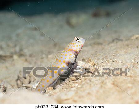 Blenny View Large Photo Image Picture - Blenny. Fotosearch