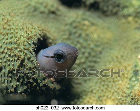 Blenny View Large Photo Image Stock Image - Blenny. Fotosearch