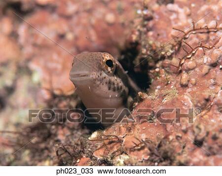 Blenny View Large Photo Image Stock Image - Blenny. Fotosearch