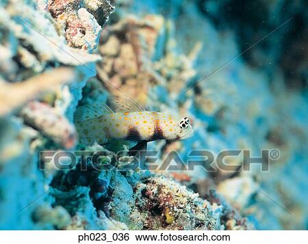 Blenny View Large Photo Image Stock Photograph - Blenny. Fotosearch