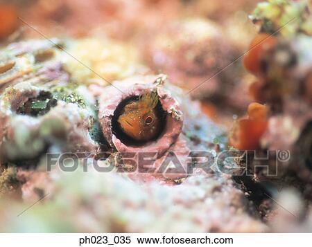 Blenny View Large Photo Image Stock Photography - Blenny. Fotosearch