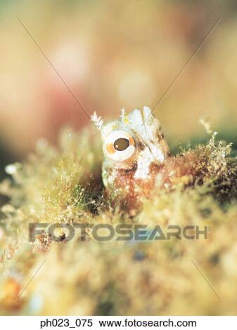 Blenny View Large Photo Image Stock Photography - Blenny. Fotosearch
