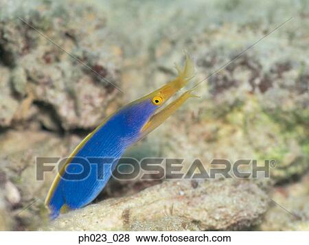 Blue ribbon eel View Large Photo Image Stock Photo - Blue ribbon eel. Fotosearch