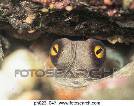 Blue Spotted Sting Ray View Large Photo Image Stock Photo - Blue Spotted Sting Ray. Fotosearch