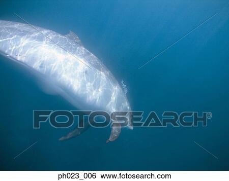Bottlenose Dolphin View Large Photo Image Stock Photograph - Bottlenose Dolphin. Fotosearch
