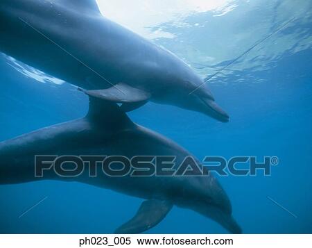 Bottlenose Dolphins View Large Photo Image Stock Photography - Bottlenose Dolphins. Fotosearch