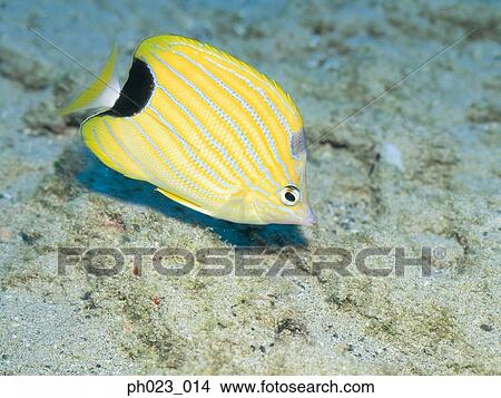 Butterflyfish View Large Photo Image Picture - Butterflyfish. Fotosearch