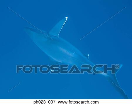 Caribbean Reef Shark (Carcharhinus perezi) View Large Photo Image Stock Photo - Caribbean Reef Shark (Carcharhinus perezi). Fotosearch