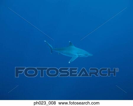 Caribbean Reef Shark (Carcharhinus perezi) View Large Photo Image Stock Photo - Caribbean Reef Shark (Carcharhinus perezi). Fotosearch
