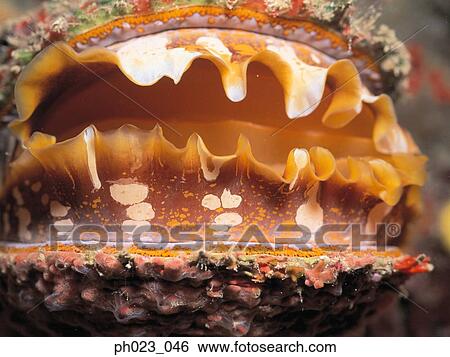 Clam View Large Photo Image Stock Photograph - Clam. Fotosearch