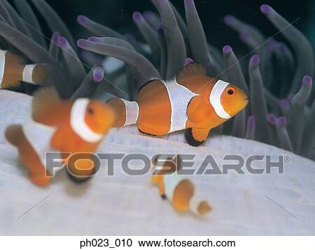 Clownfish (AmphiNRion ocellaris) and Sea Anemone View Large Photo Image Stock Image - Clownfish (AmphiNRion ocellaris) and Sea Anemone. Fotosearch